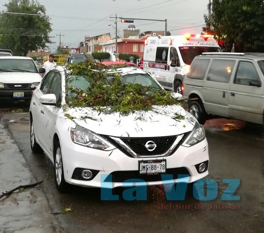 arbol cae en auto (3)