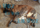 Hombre Agredió con Arma de Fuego a un Perro en Zacoalco de Torres