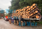 Aseguran Cargamento de Madera y Detienen a un Hombre en Gómez Farías