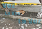 Investigan la Muerte de Múltiples Perros y Gatos en Ciudad Guzmán